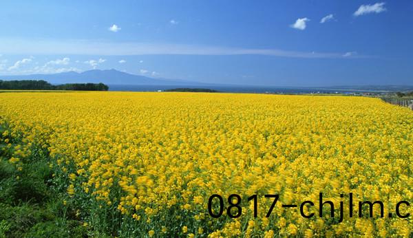 花海6.jpg